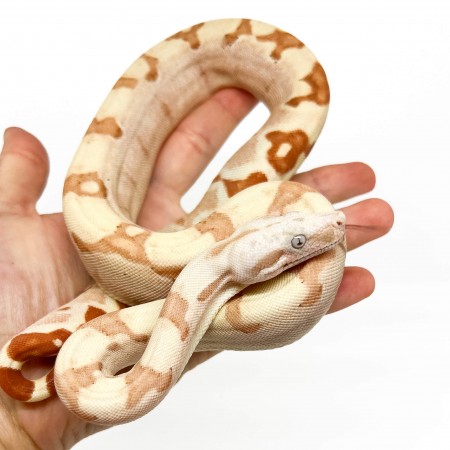 Boa imperator "Sunglow VPI" - Boa empereur