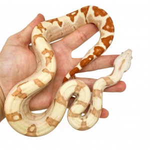 Boa imperator "Sunglow VPI"...