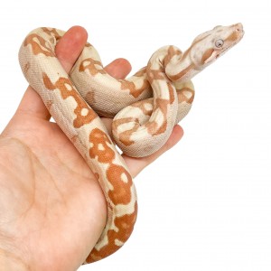 Boa imperator "Sunglow VPI"...