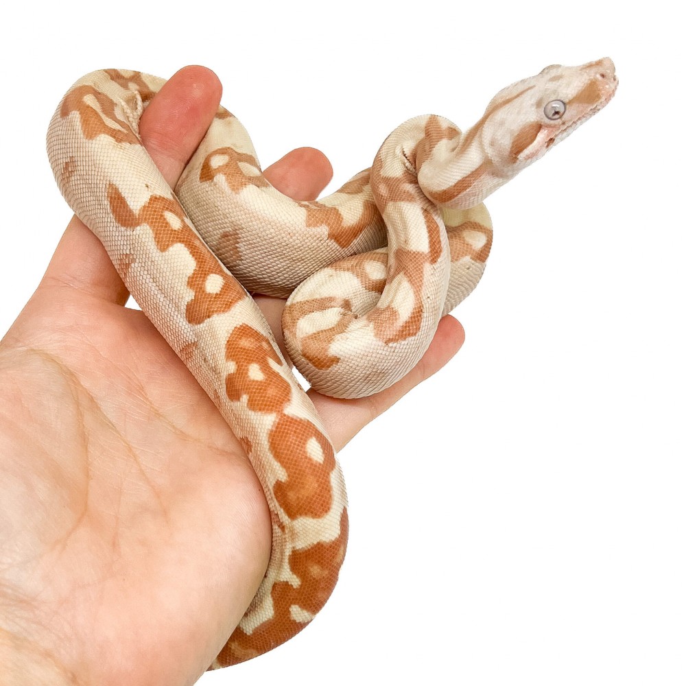 Boa imperator "Sunglow VPI" - Boa empereur