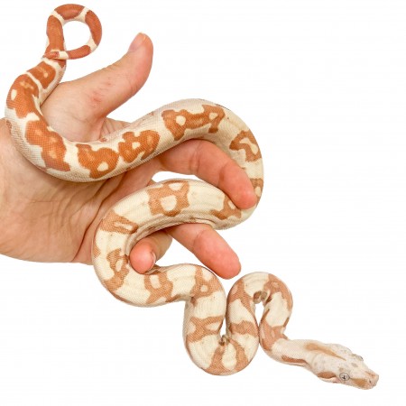 Boa imperator "Sunglow VPI" - Boa empereur