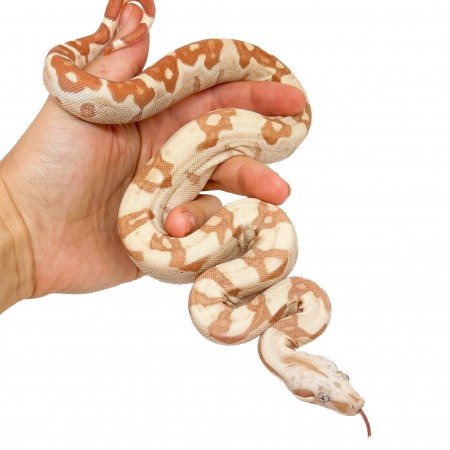 Boa imperator "Sunglow VPI" - Boa empereur