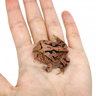 Ceratophrys cranwelli "Fantasy" - Grenouille Pacman