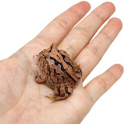 Ceratophrys cranwelli "Fantasy" - Grenouille Pacman