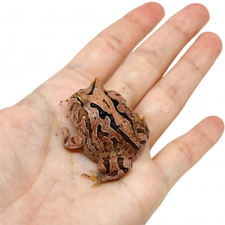 Ceratophrys cranwelli "Fantasy" - Grenouille Pacman
