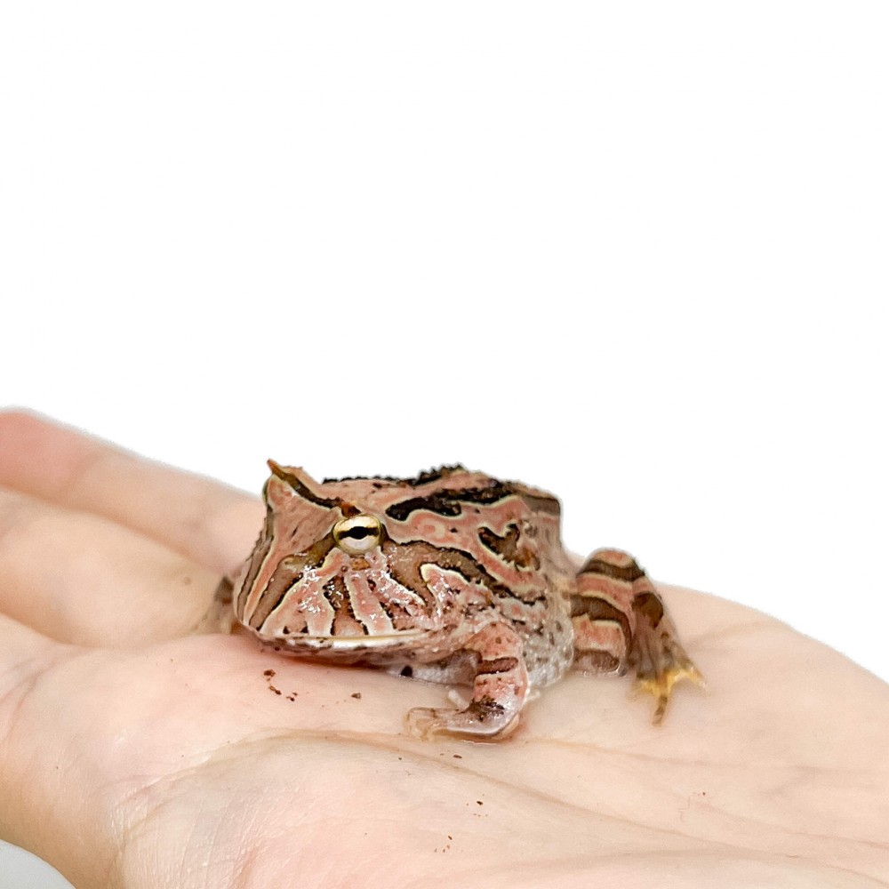 Ceratophrys cranwelli "Fantasy" - Grenouille Pacman