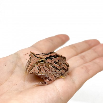 Ceratophrys cranwelli "Fantasy" - Grenouille Pacman