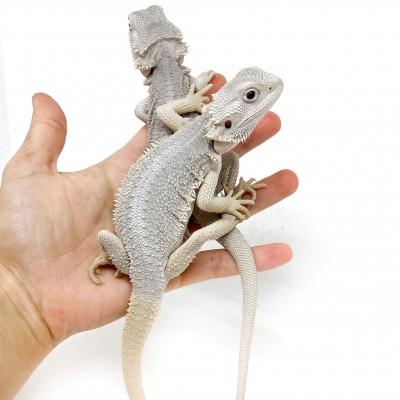 Pogona vitticeps "Hypo Zero" - Agame barbu