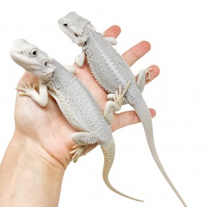 Pogona vitticeps "Hypo...