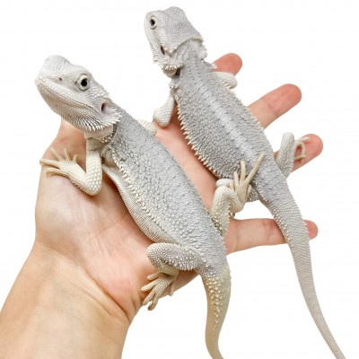 Pogona vitticeps "Hypo Zero" - Agame barbu