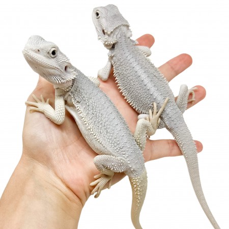 Pogona vitticeps "Hypo Zero" - Agame barbu