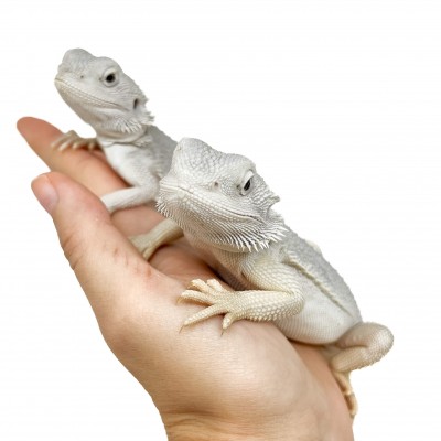 Pogona vitticeps "Hypo Zero" - Agame barbu