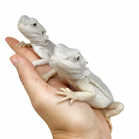 Pogona vitticeps "Hypo Zero" - Agame barbu