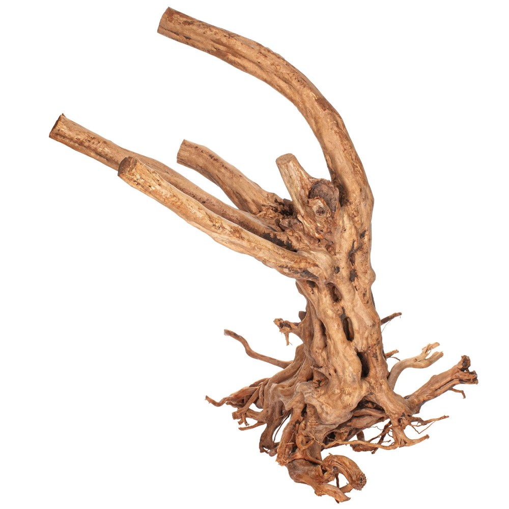 Aquavie - Vigne rare tree XL - 50 à 80 cm