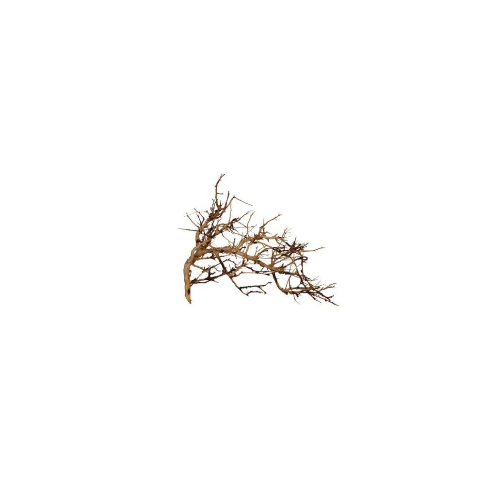 Aquavie - Vigne Broussa - 10 à 30 cm