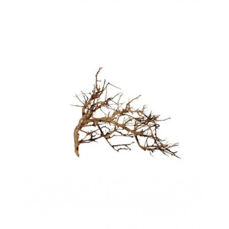 Aquavie - Vigne Broussa - 10 à 30 cm