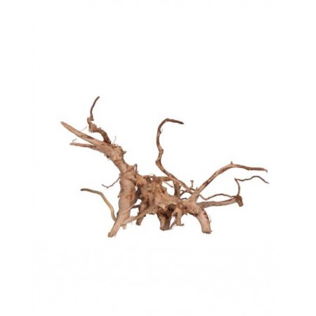 Aquavie - Vigne rare rouge - 30 à 50cm