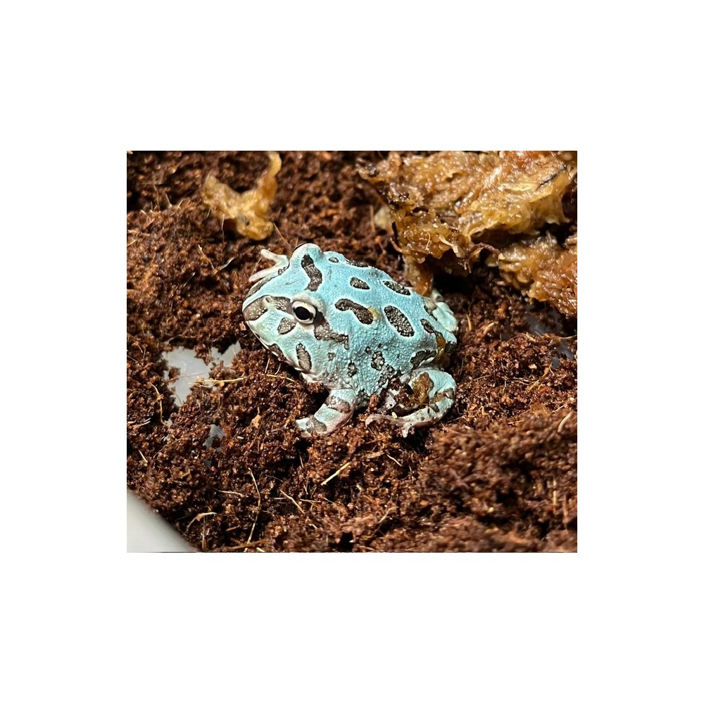 Ceratophrys cranwelli "Metal Blue" - Grenouille Pacman