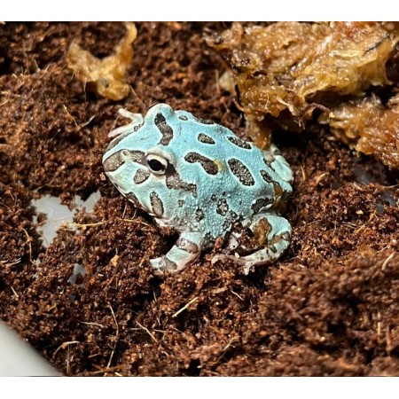 Ceratophrys cranwelli "Metal Blue" - Grenouille Pacman