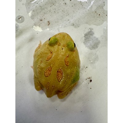 Ceratophrys cranwelli "Lime green" - Grenouille Pacman