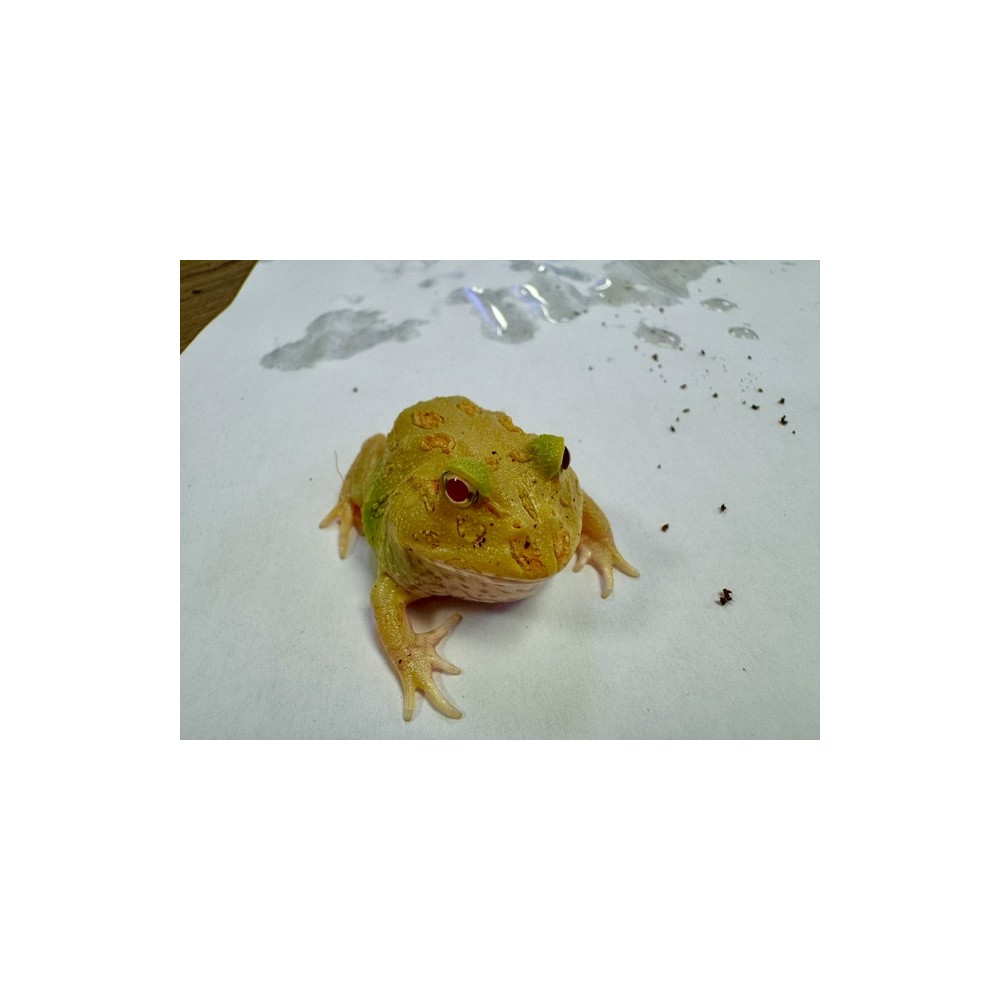Ceratophrys cranwelli "Lime green" - Grenouille Pacman