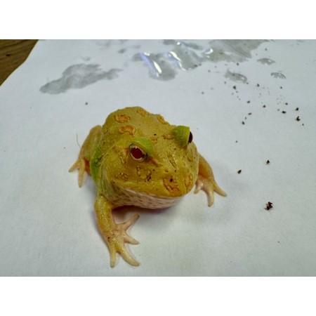 Ceratophrys cranwelli "Lime green" - Grenouille Pacman