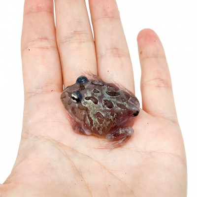 Ceratophrys cranwelli "Metal Blue" - Grenouille Pacman