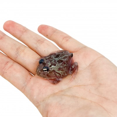Ceratophrys cranwelli "Metal Blue" - Grenouille Pacman
