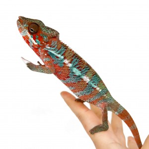 Furcifer pardalis...