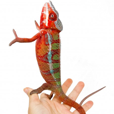 Furcifer pardalis "Ambilobe" nommé FLASHY  - Caméléon panthère