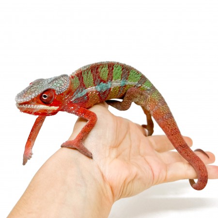 Furcifer pardalis "Ambilobe" nommé FLASHY  - Caméléon panthère