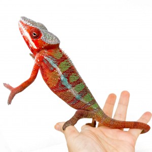 Furcifer pardalis...