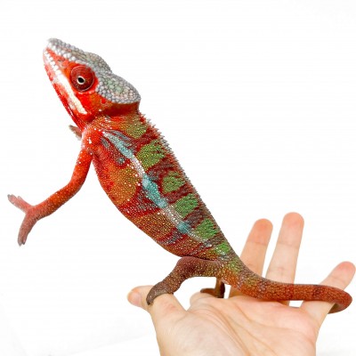 Furcifer pardalis "Ambilobe" nommé FLASHY  - Caméléon panthère