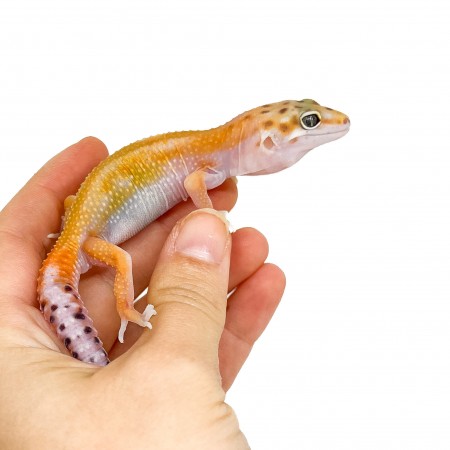 Eublepharis macularius "Tangerine Reverse Stripe" - Gecko léopard