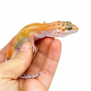 Eublepharis macularius...