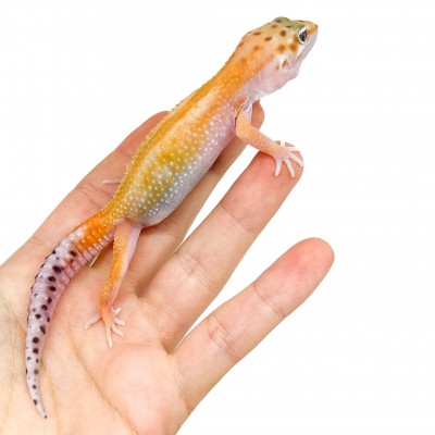 Eublepharis macularius "Tangerine Reverse Stripe" - Gecko léopard