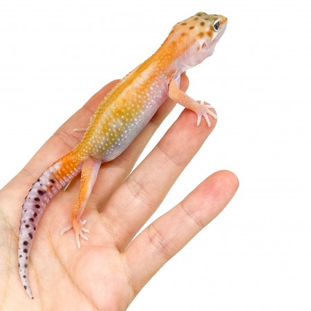 Eublepharis macularius "Tangerine Reverse Stripe" - Gecko léopard