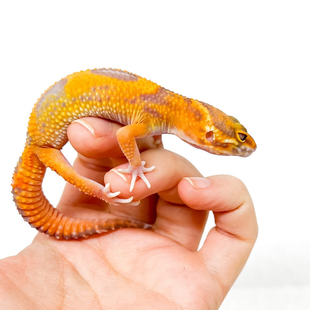 Eublepharis macularius "Tangerine Jungle albinos" - Gecko léopard