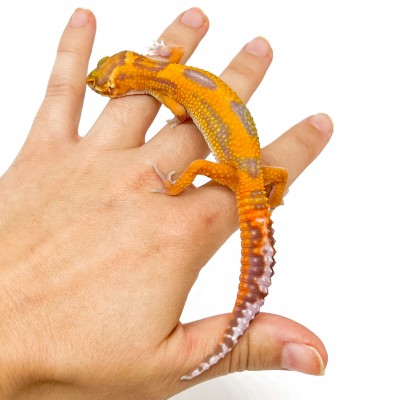 Eublepharis macularius "Tangerine Jungle albinos" - Gecko léopard