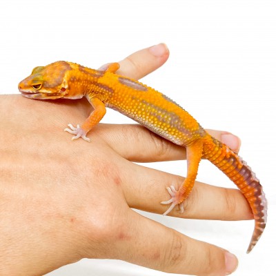 Eublepharis macularius "Tangerine Jungle albinos" - Gecko léopard