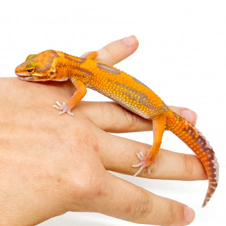 Eublepharis macularius "Tangerine Jungle albinos" - Gecko léopard