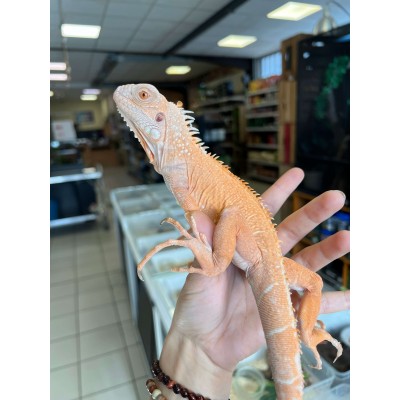 Iguana iguana "Supreme albinos" - Iguane vert