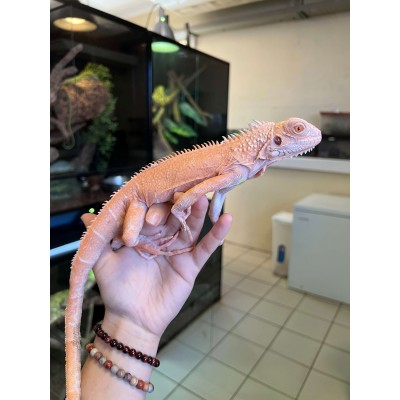 Iguana iguana "Supreme albinos" - Iguane vert