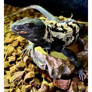 Ctenosaura pectinata...