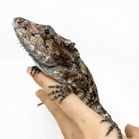 Anolis (Chamaeleolis) barbatus  - Faux caméléon de Cuba