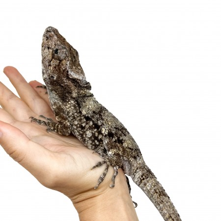 Anolis (Chamaeleolis) barbatus  - Faux caméléon de Cuba
