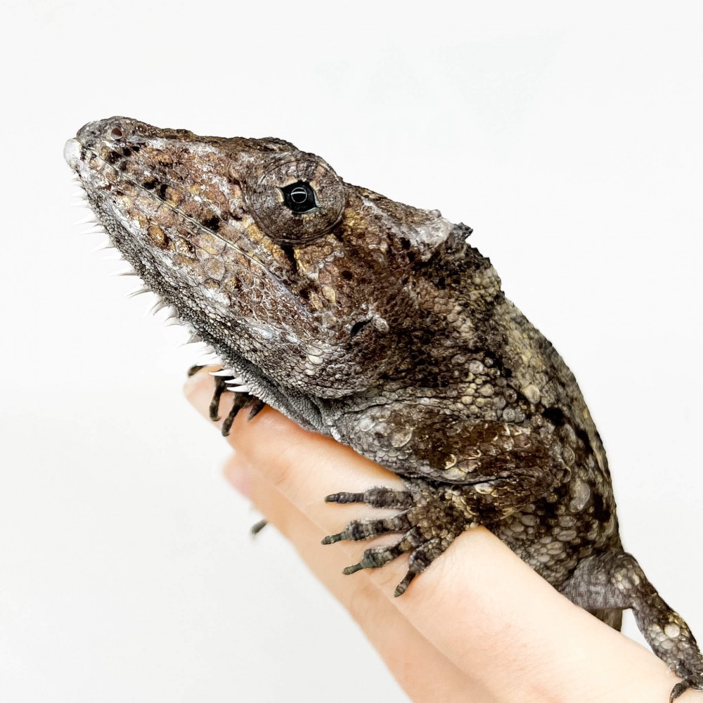 Anolis (Chamaeleolis) barbatus  - Faux caméléon de Cuba