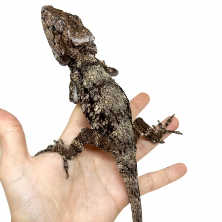 Anolis (Chamaeleolis) barbatus  - Faux caméléon de Cuba