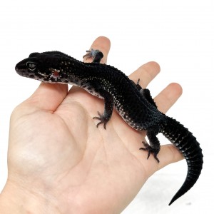 Eublepharis macularius...