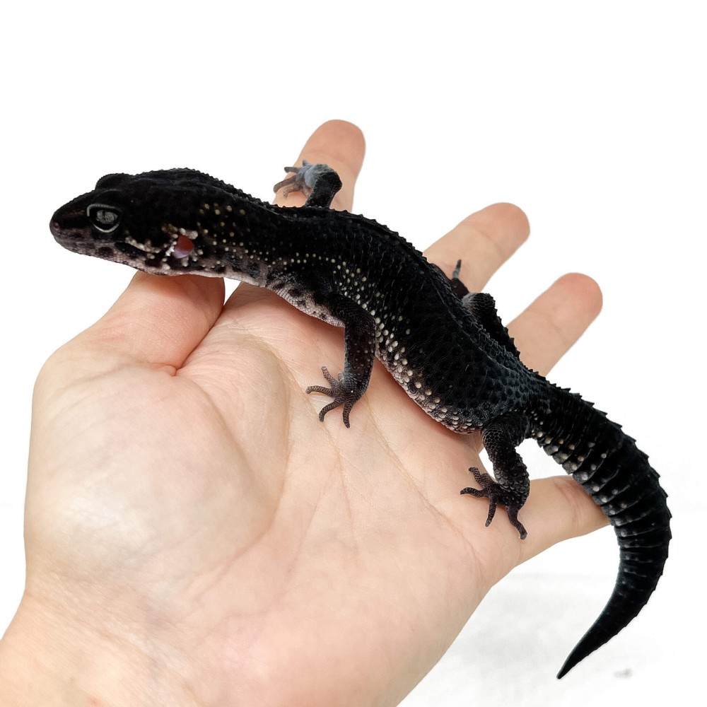 Eublepharis macularius "Black Night pure" - Gecko léopard